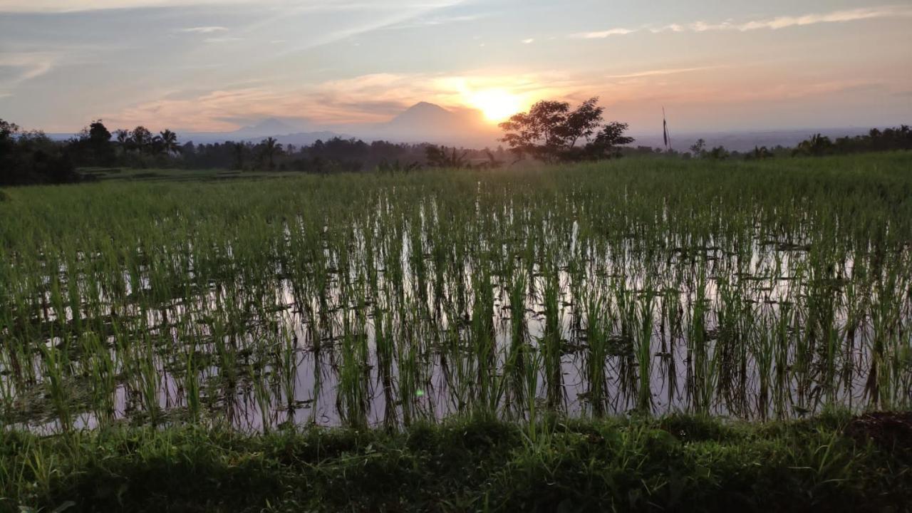 Tegal Jero Homestay Desa Desa Jatiluwih Exteriör bild
